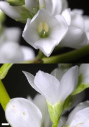Veronica hulkeana subsp. evestita. Flowers of a white cultivated form (cv. Lena). Scale = 1 mm.
 Image: P.J. Garnock-Jones © P.J. Garnock-Jones CC-BY-NC 3.0 NZ